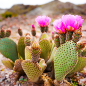 Desert Botanical Gardens/ Hole in the Rock (Wednesday Afternoon)
